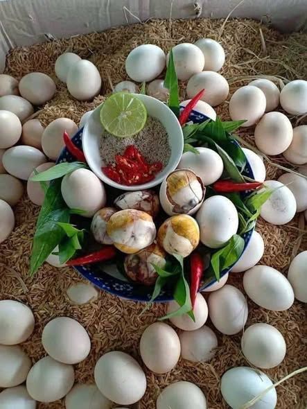 Trứng gà ta lộn