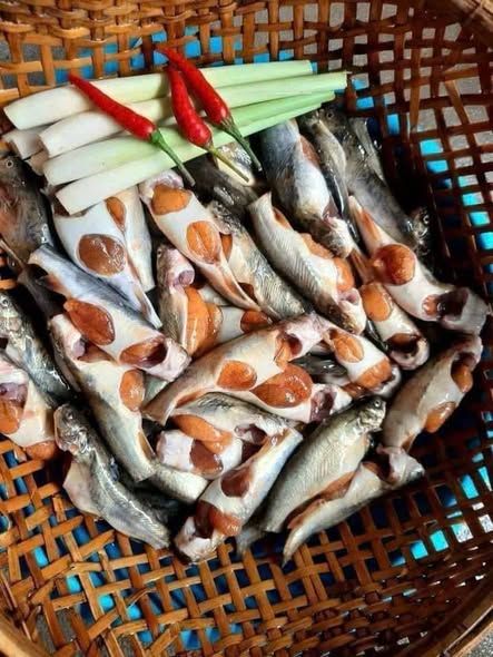 Cá chốt trứng
