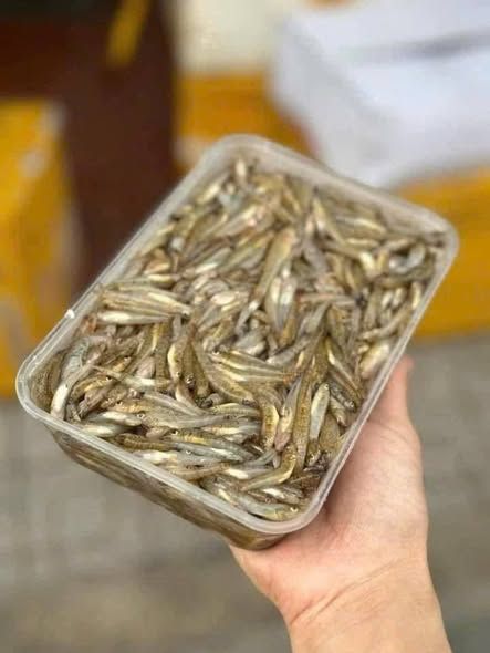 Cá bống sông Trà
