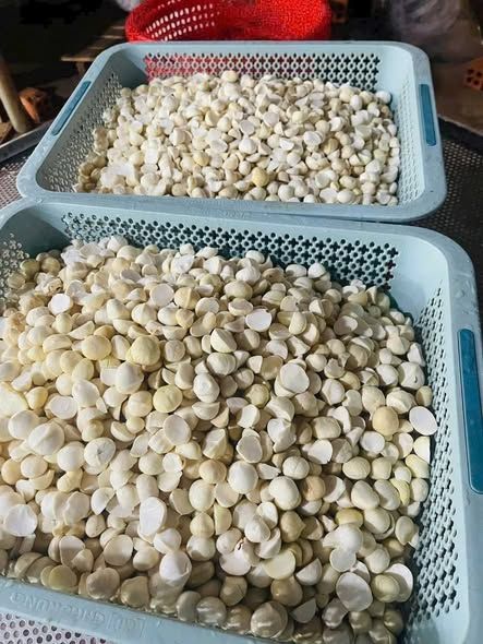 Nhân macca tươi Đắk Lắk