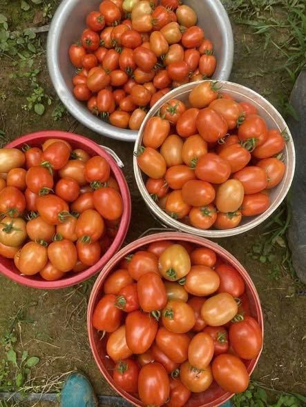 Cà chua sạch (10kg)