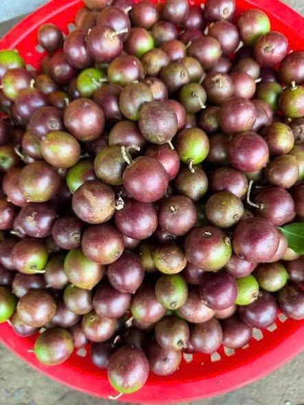 Hồng quân