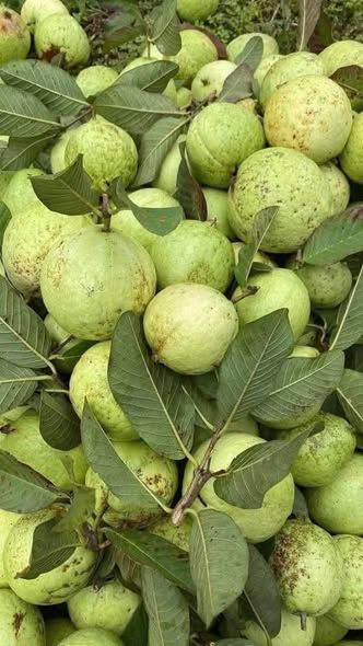 Ổi Nghĩa Đàn Nghệ An