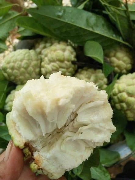 Na dai (mãng cầu dai)