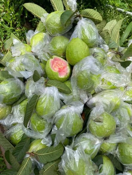 Ổi trân châu vườn Gia Lai