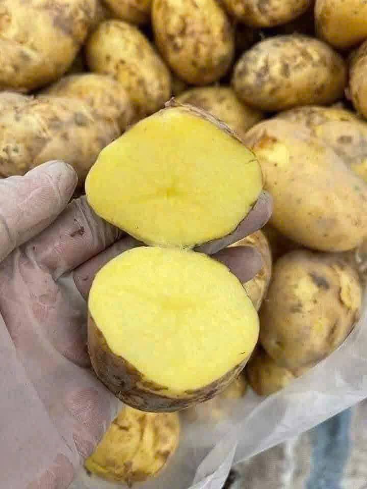 Khoai tây ta Mộc Châu